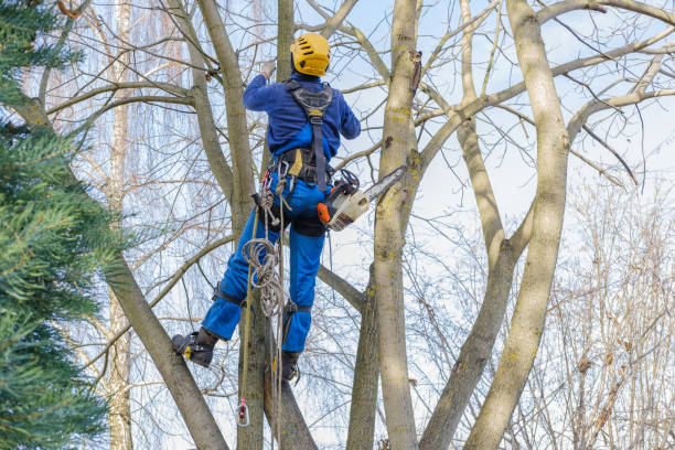 Best Tree Removal  in USA